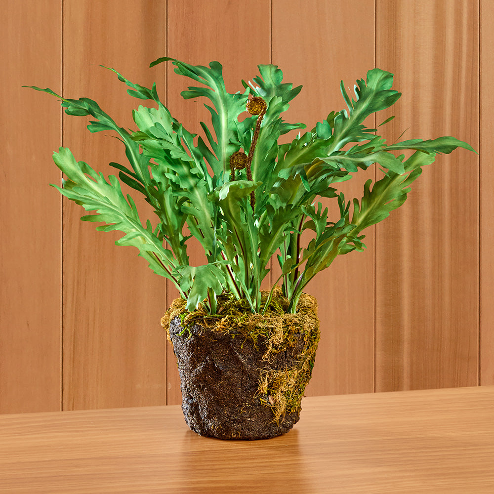 Napa Home & Garden Rabbit Foot Fern Drop-In
