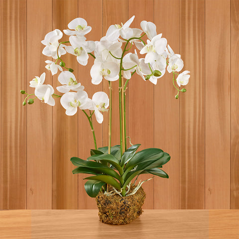 Napa Home & Garden White Phalaenopsis Orchid Drop-In, 30"