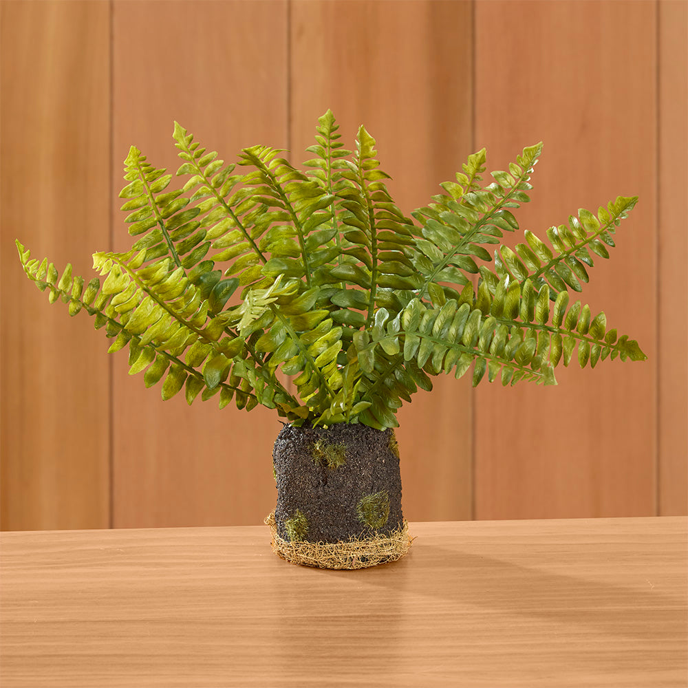 Napa Home & Garden Boston Fern Drop-In, Mini