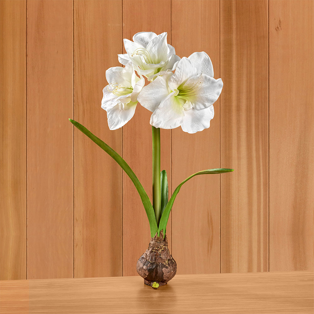 Napa Home & Garden Amaryllis Bulb Drop-In, White
