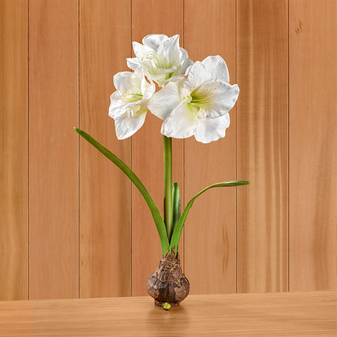 Napa Home & Garden Amaryllis Bulb Drop-In, White
