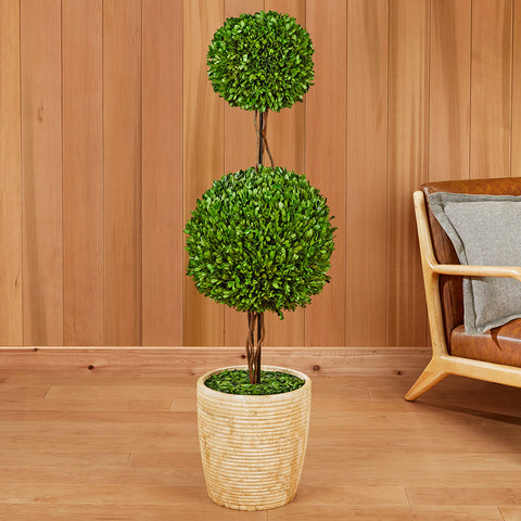 Boxwood Double Sphere Topiary