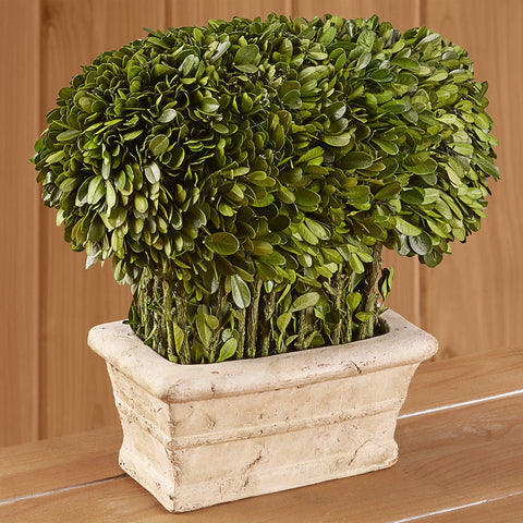 Boxwood Hedge Topiary in Ceramic Cream Pot