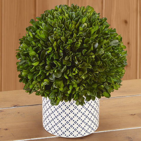 Boxwood Ball Topiary in Blue and White Ceramic Pot, Short
