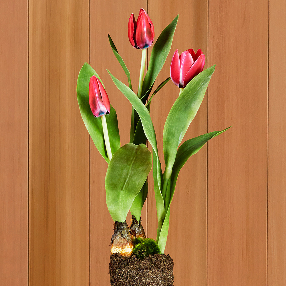 Red Tulip Drop-In