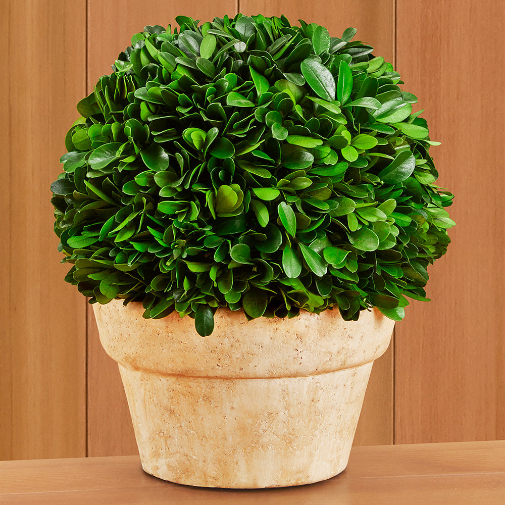 Preserved Boxwood Ball Topiary in Terracotta Pot