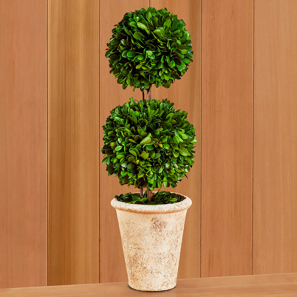 Preserved Boxwood Ball Topiary in Terracotta Pot