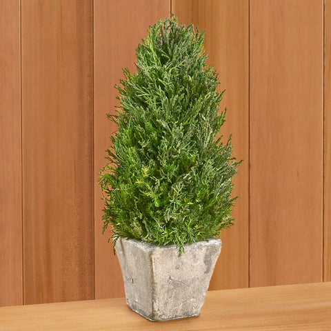 Preserved Cypress Topiary in Terracotta Pot