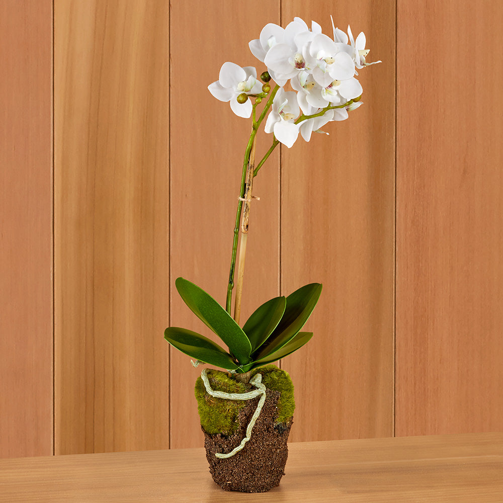 White Phalaenopsis Orchid Drop-In, 17"