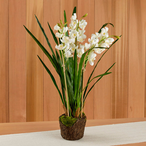 White Cymbidium Orchid Drop-In, 36"