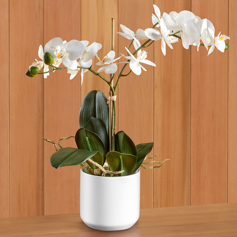 Real Touch White Phalaenopsis Potted Orchid