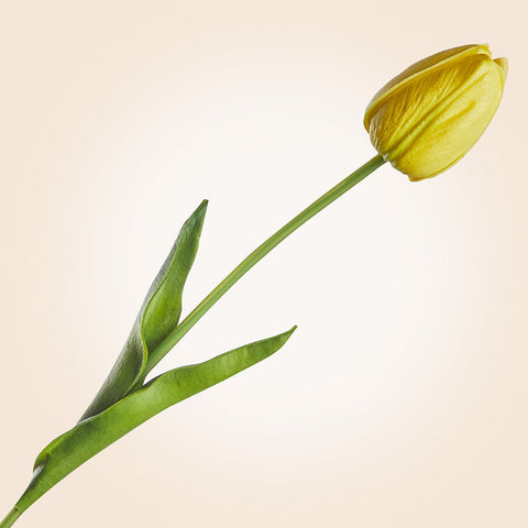 Real Touch Faux Tulip Stem, 15"