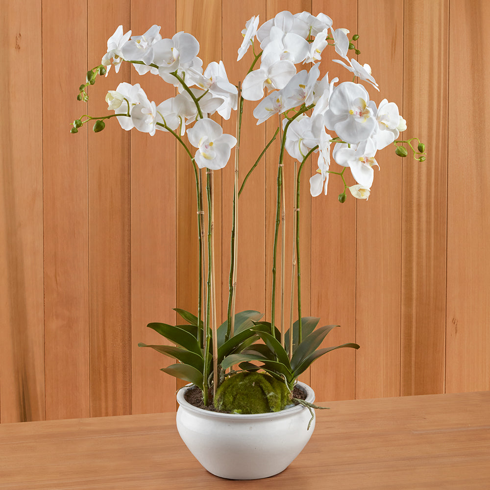 White Phalaenopsis Potted Orchid by Barclay Butera