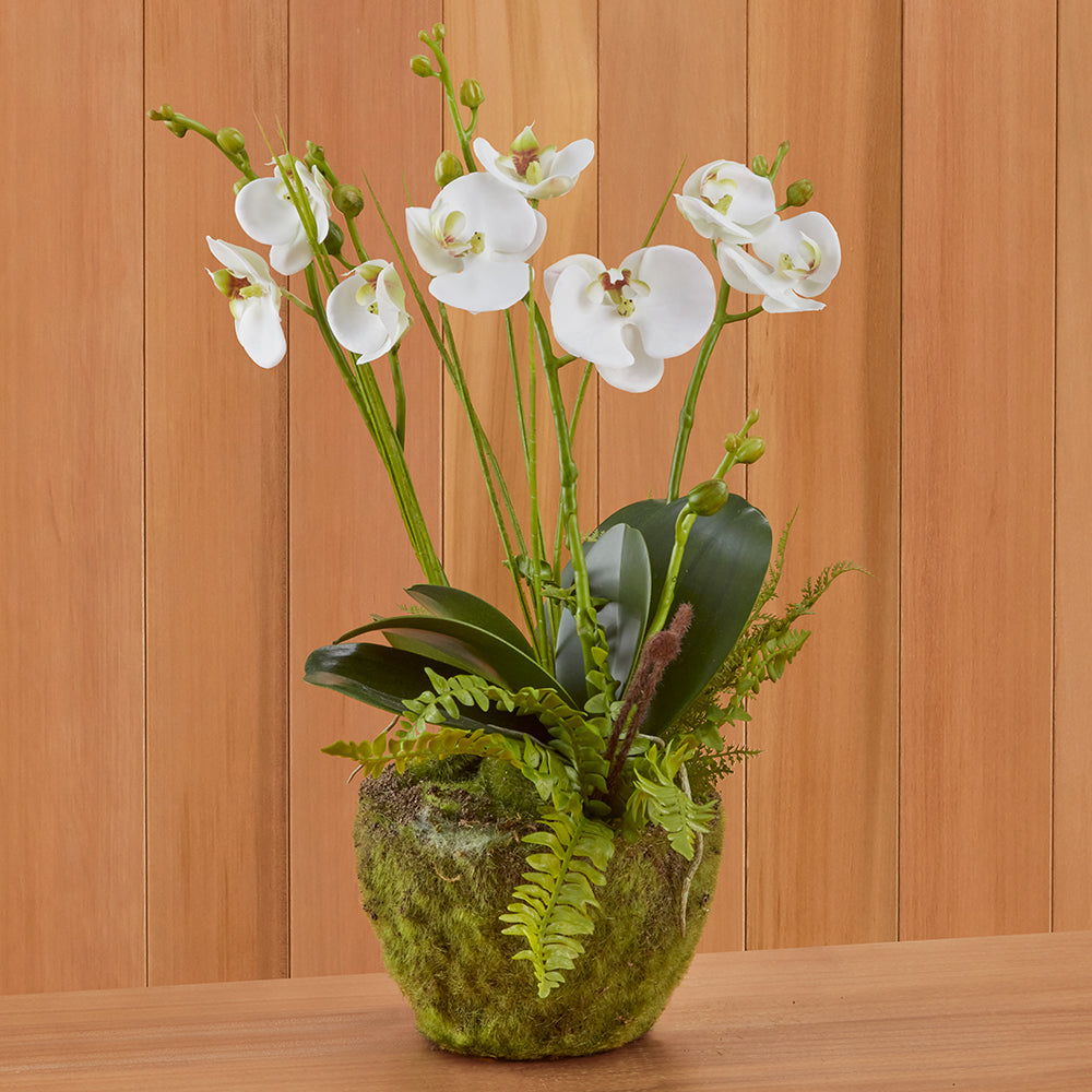 White Phalaenopsis Orchid & Fern Drop-in
