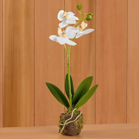 Phalaenopsis Orchid Drop-In