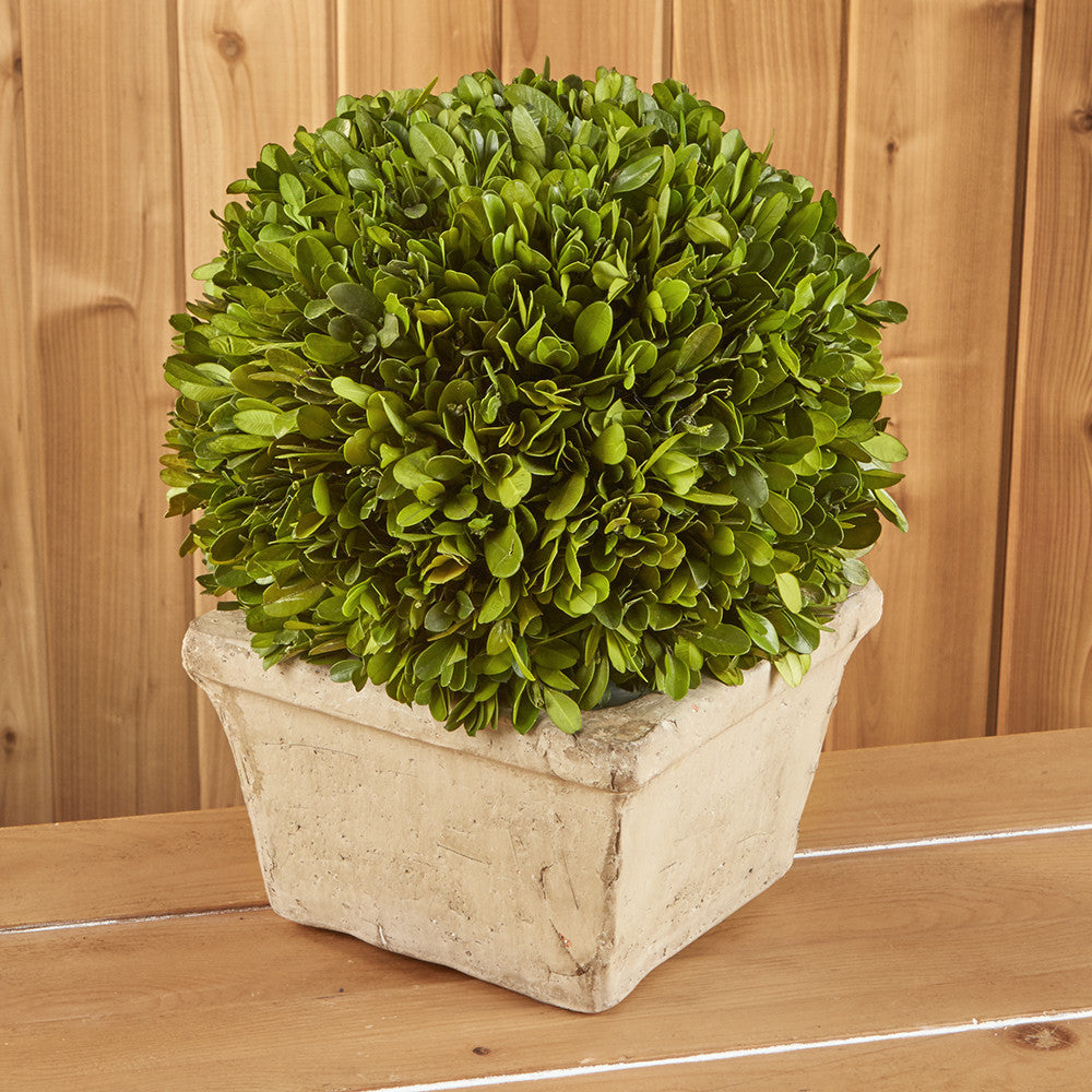 Preserved Boxwood Topiary