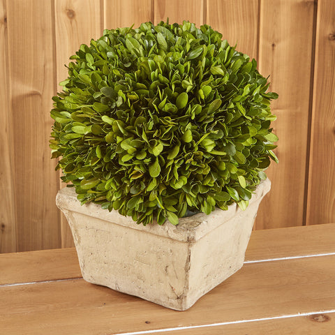 Preserved Boxwood Topiary