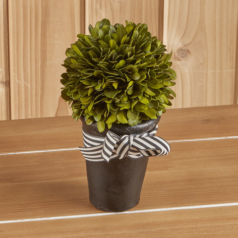 Boxwood Plant
