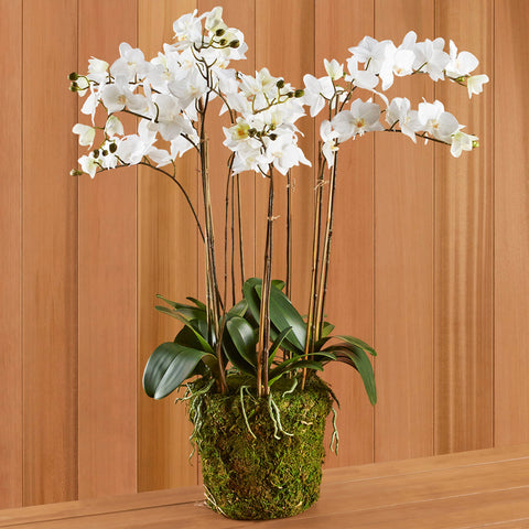White Phalaenopsis Orchid Drop-In