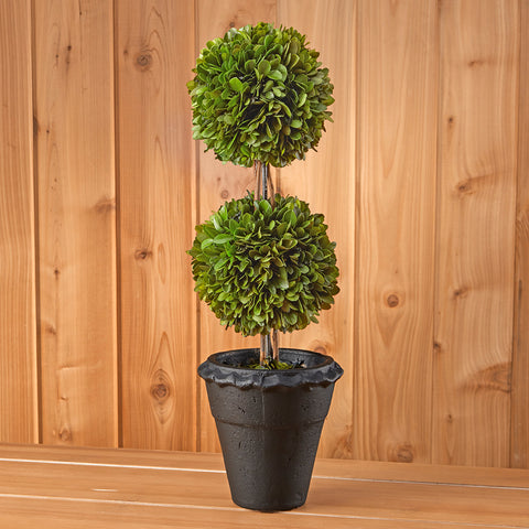 Boxwood Topiary with Terracotta Pot