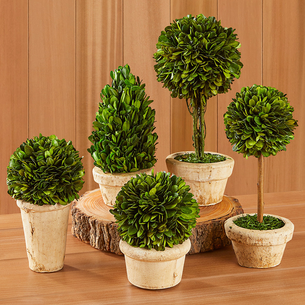 Preserved Boxwood Tabletop Topiaries